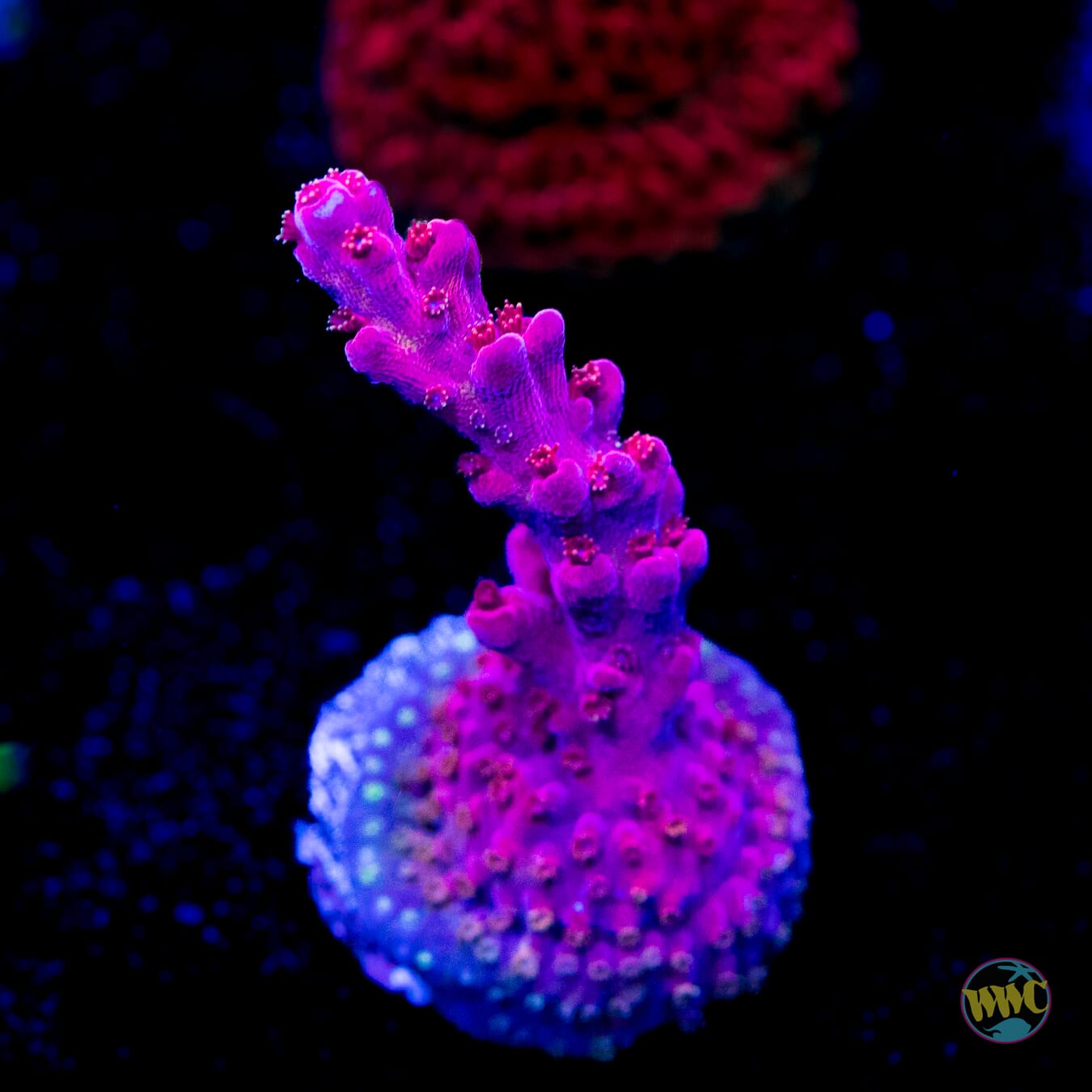 WWC Frozen Rose Acropora