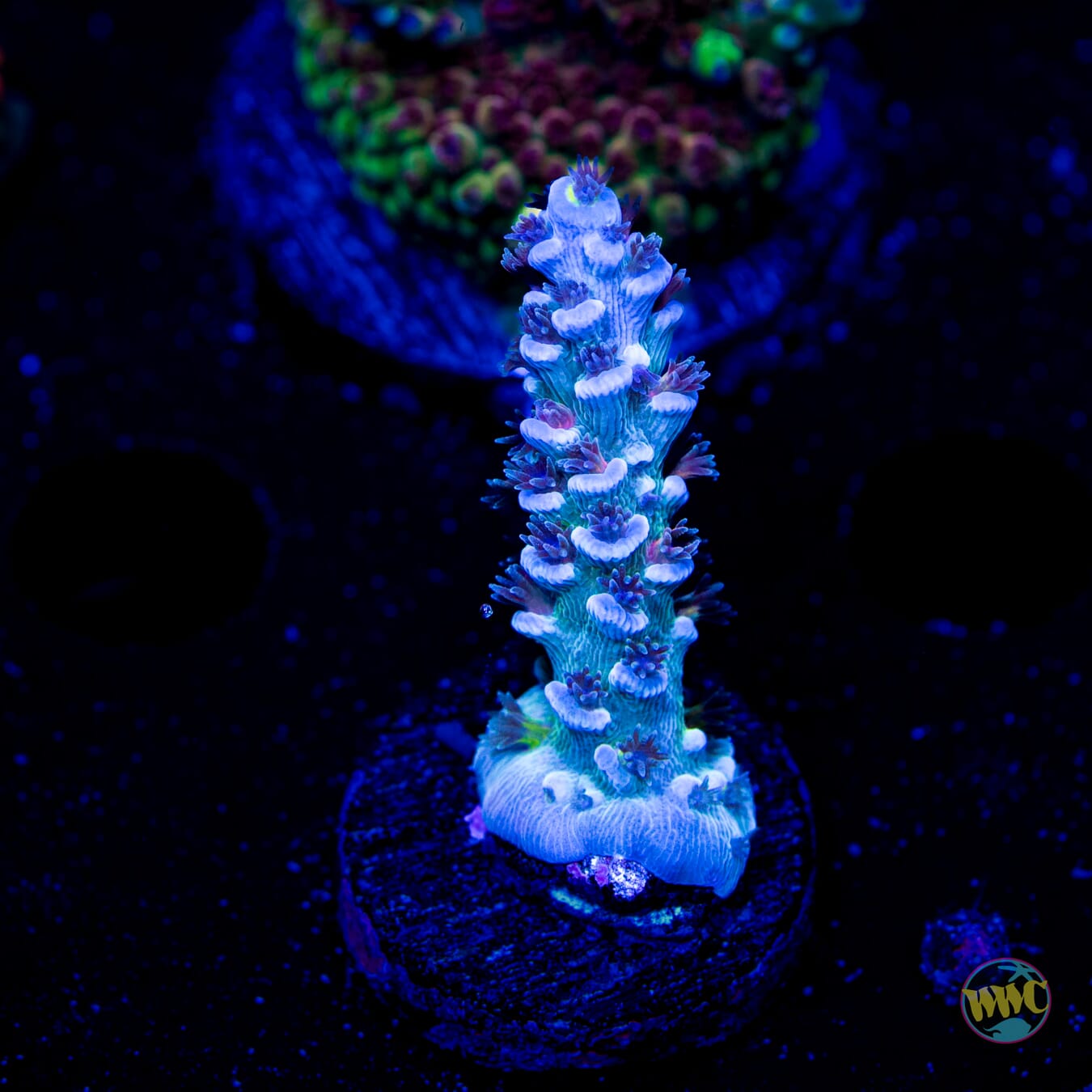 Icicle Tenuis Acropora