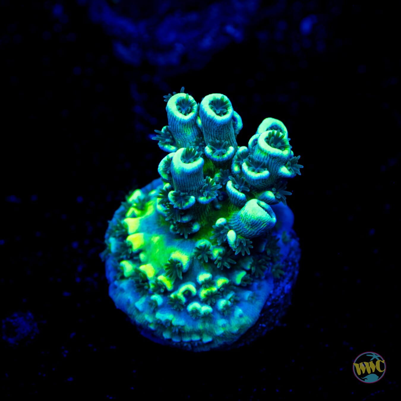 WWC Silver Surfer Acropora