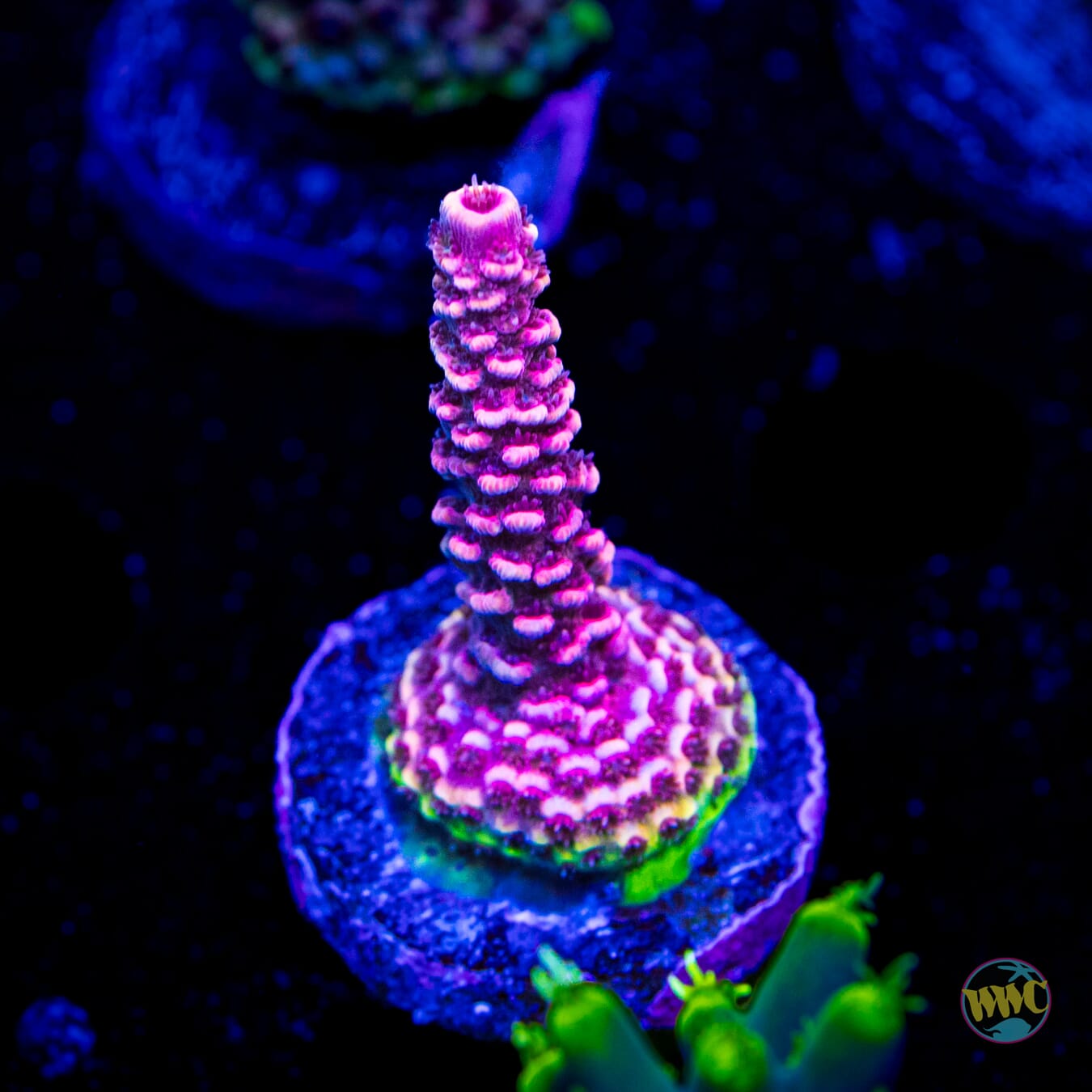 WWC Fruit Fusion Mille Acropora