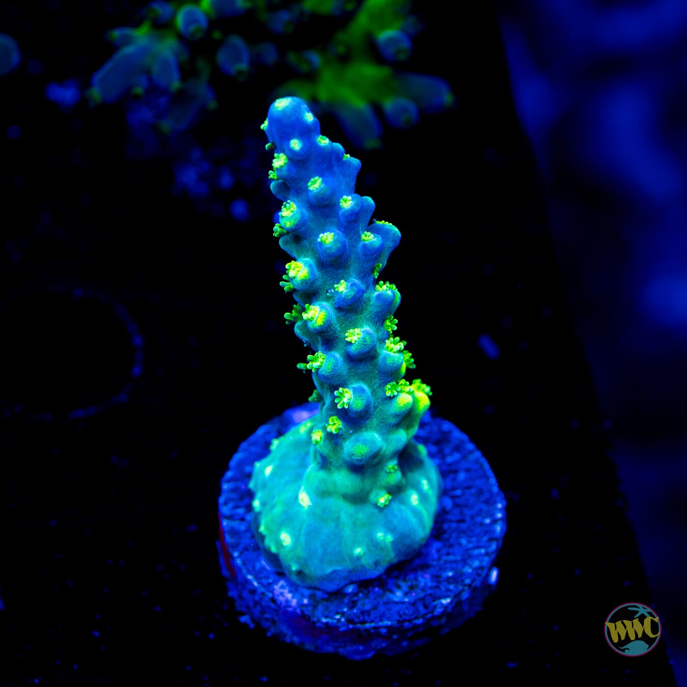 WWC Solomon Split Acropora