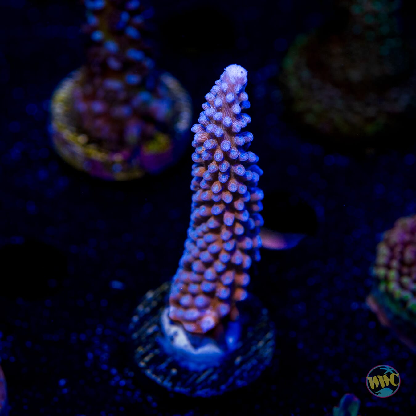 WWC Blue Lightning Stag Acropora