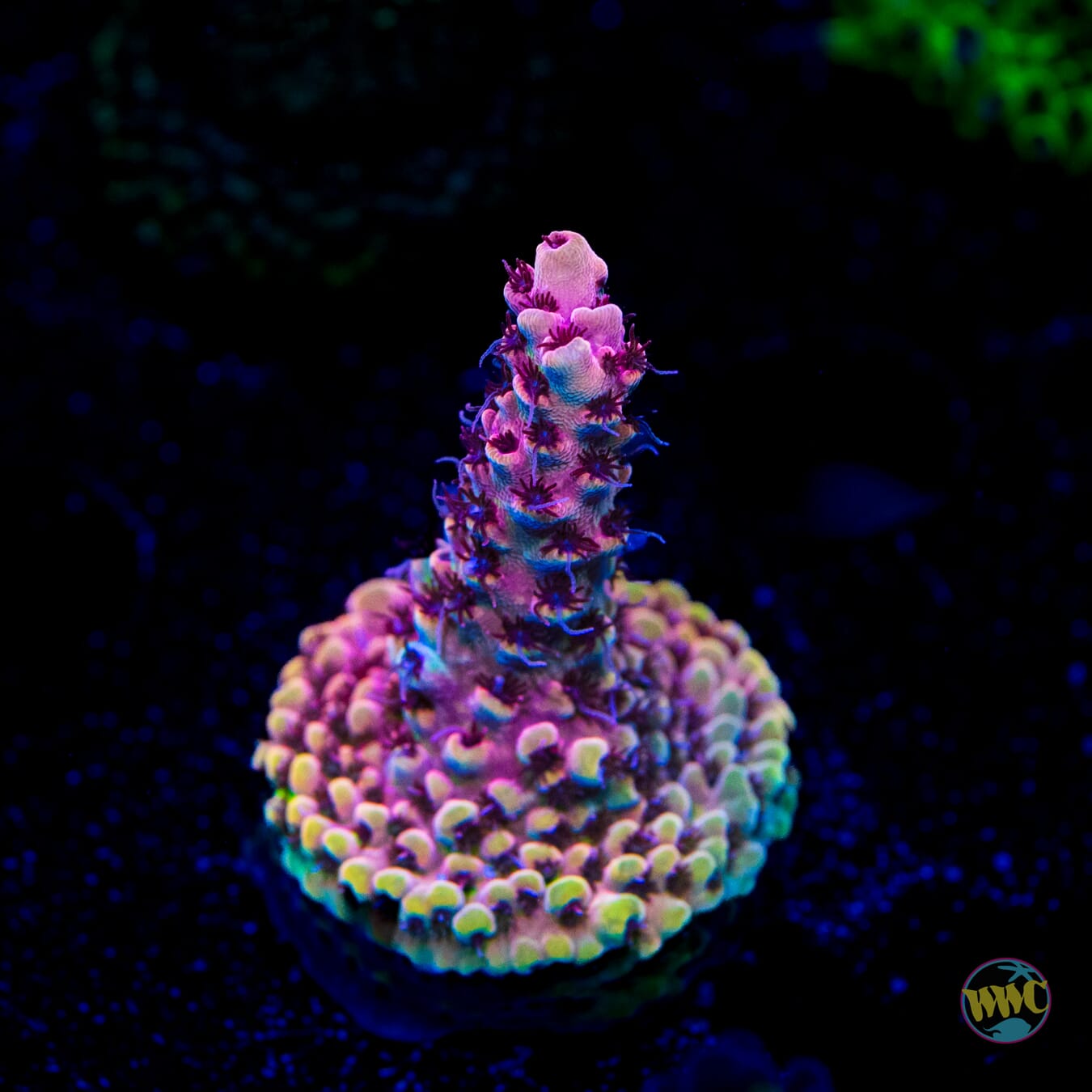 WWC Dragon Slayer Acropora