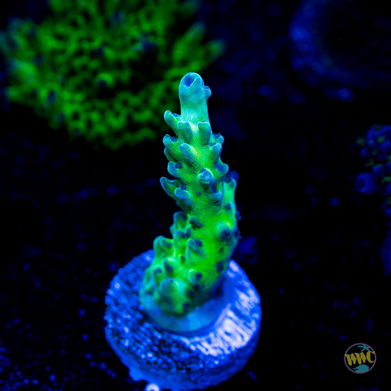 Gonzo Blueberry Diesel Acropora