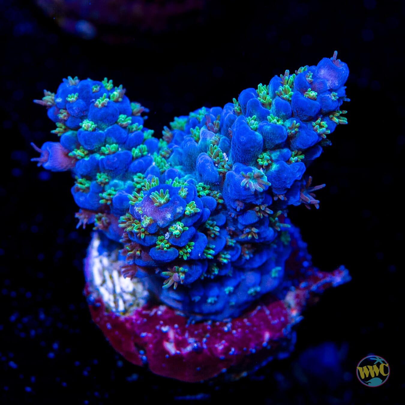 WWC Mr Freeze Acropora