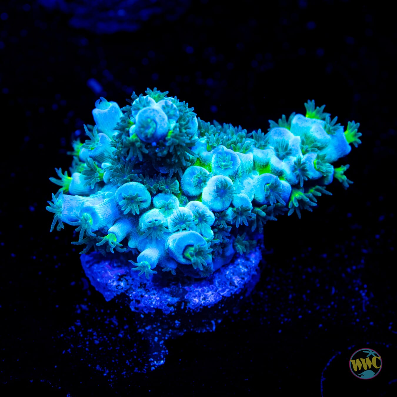 Limon Tenuis Acropora