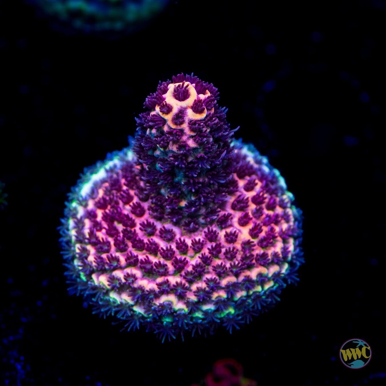 Chrome Dome Mille Acropora