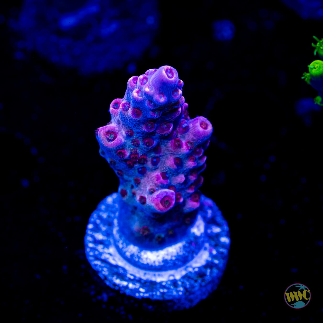 Blackberry Punch Acropora