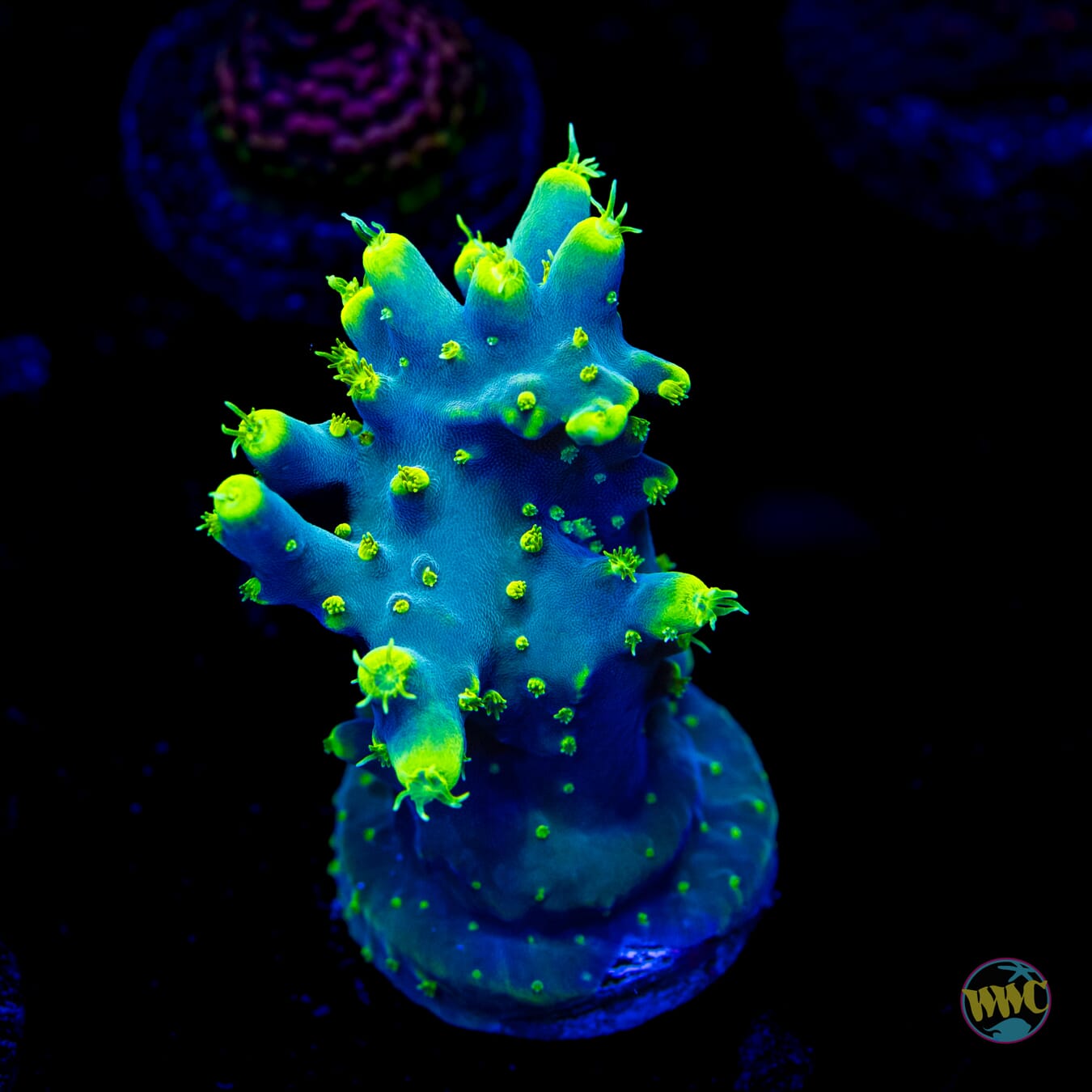 WWC Yodaz Acropora