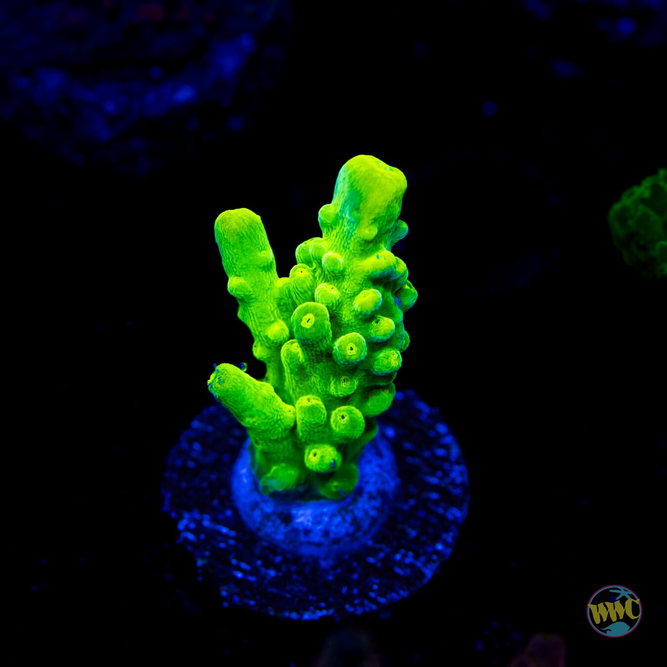 WWC Yellow Austera Acropora