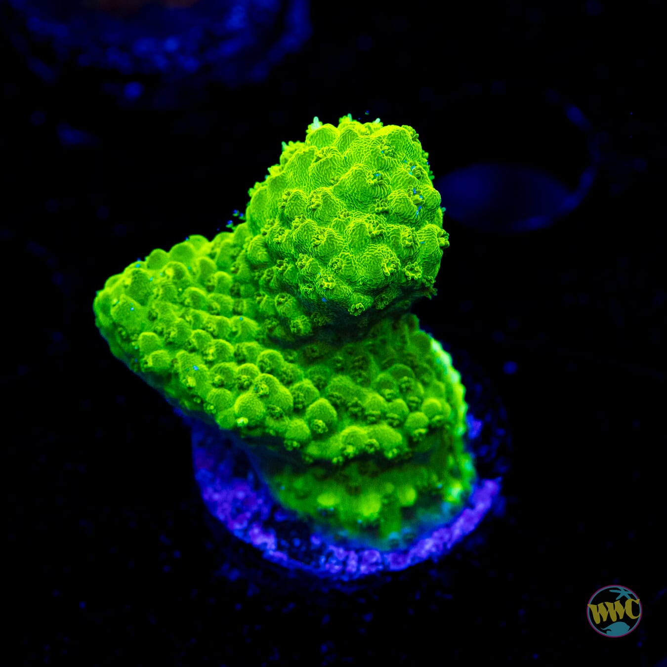 Green Slimer Acropora