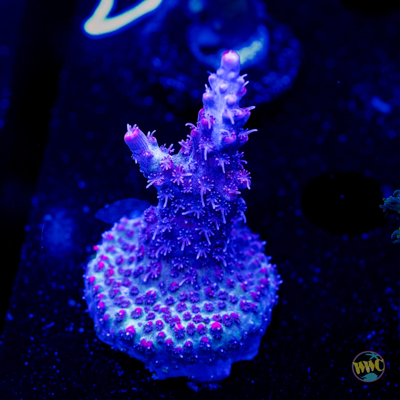 WWC Hippie Juice Acropora