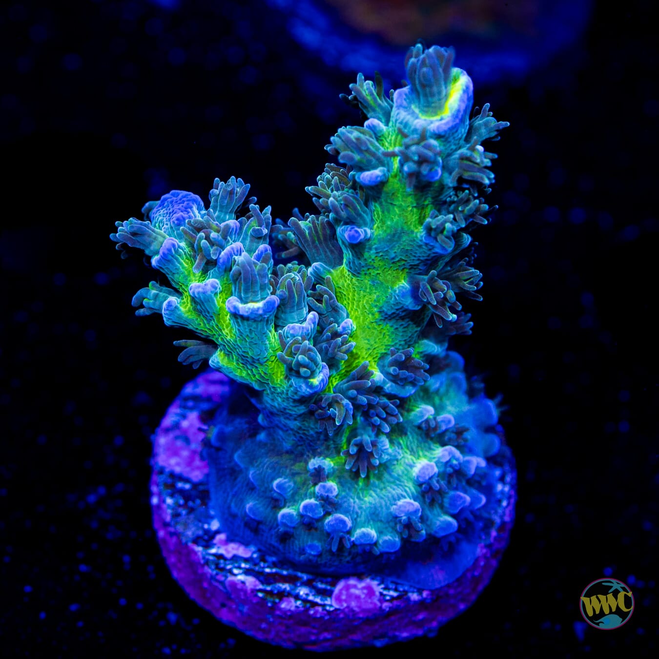 WWC Too Legit Tenuis Acropora