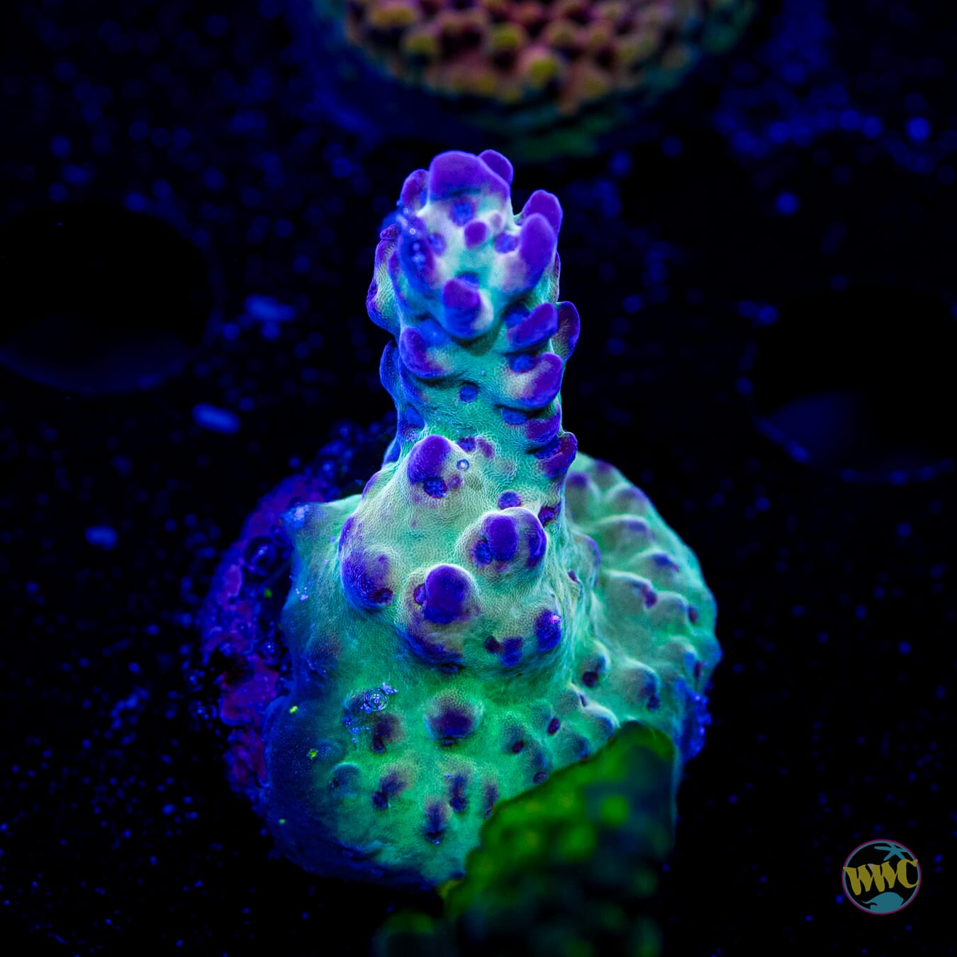 WWC Snozzberry Shortcake Acropora