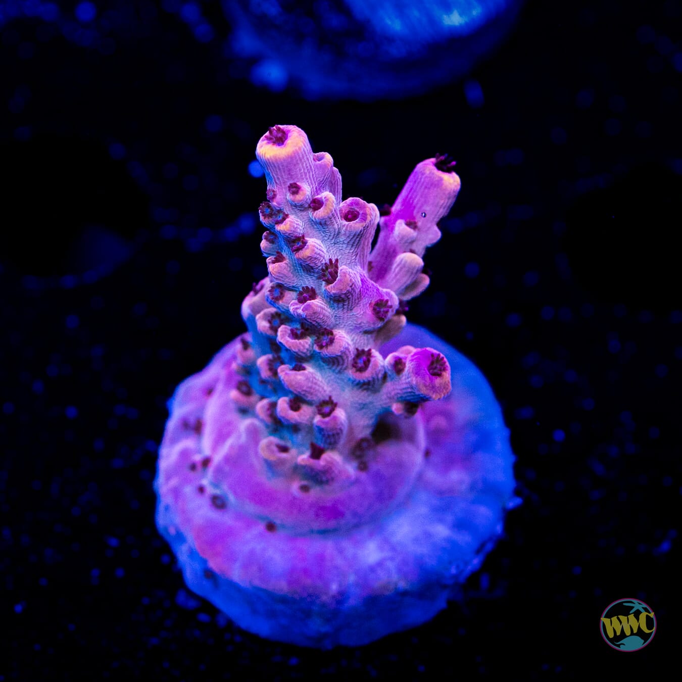 WWC Pyromaniac Acropora