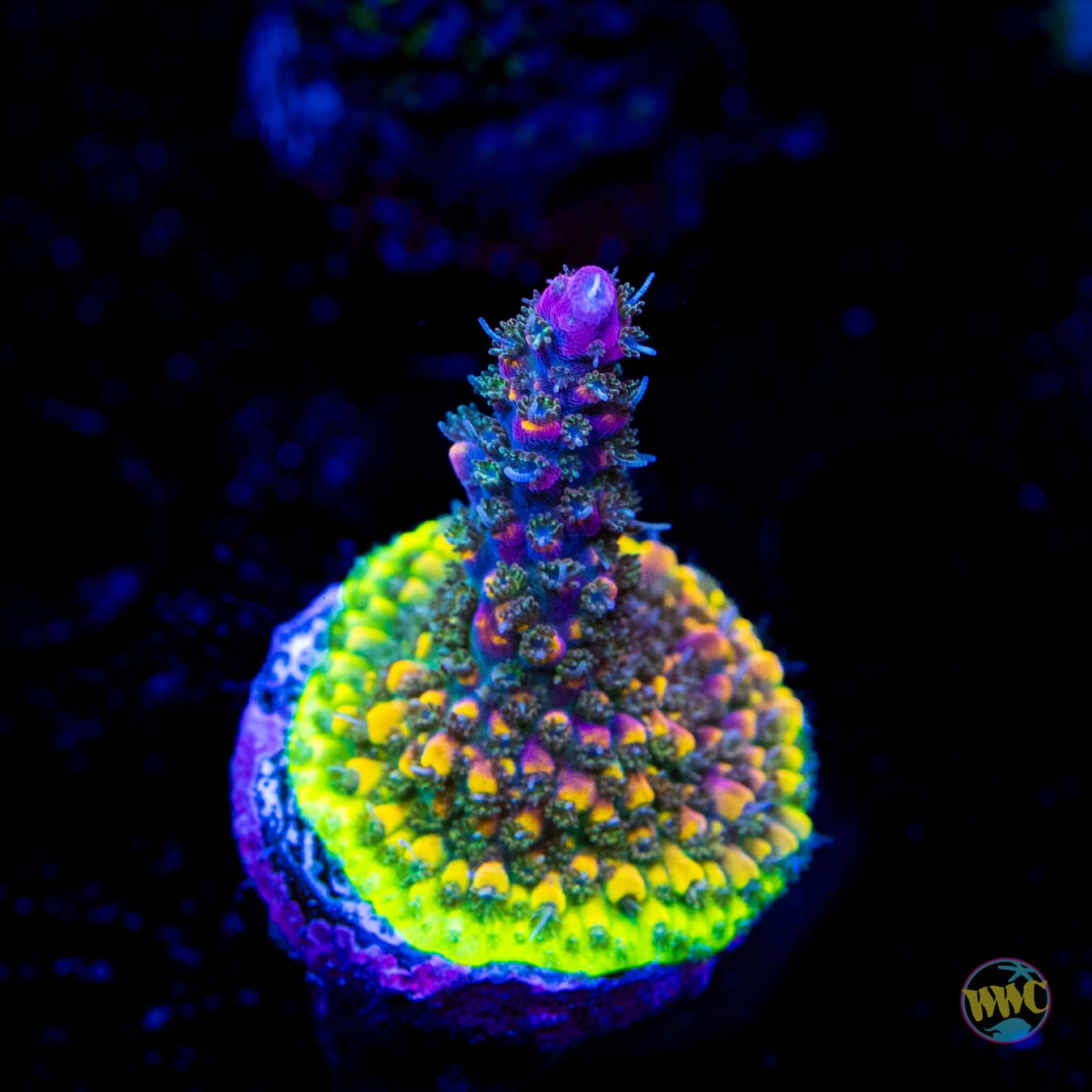 WWC Juicy Fruit Acropora