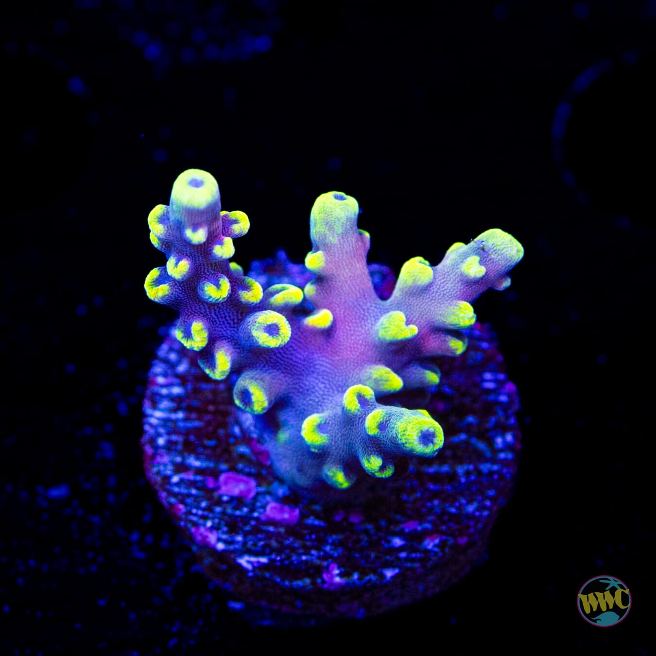 WWC Kobe Bean Acropora