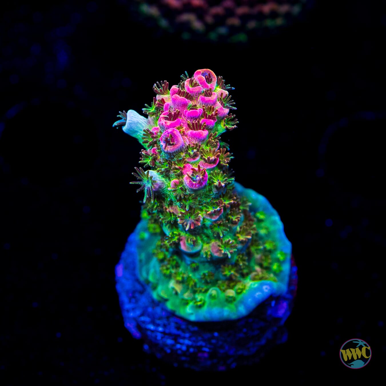 WWC Dirty Love Dreams Acropora