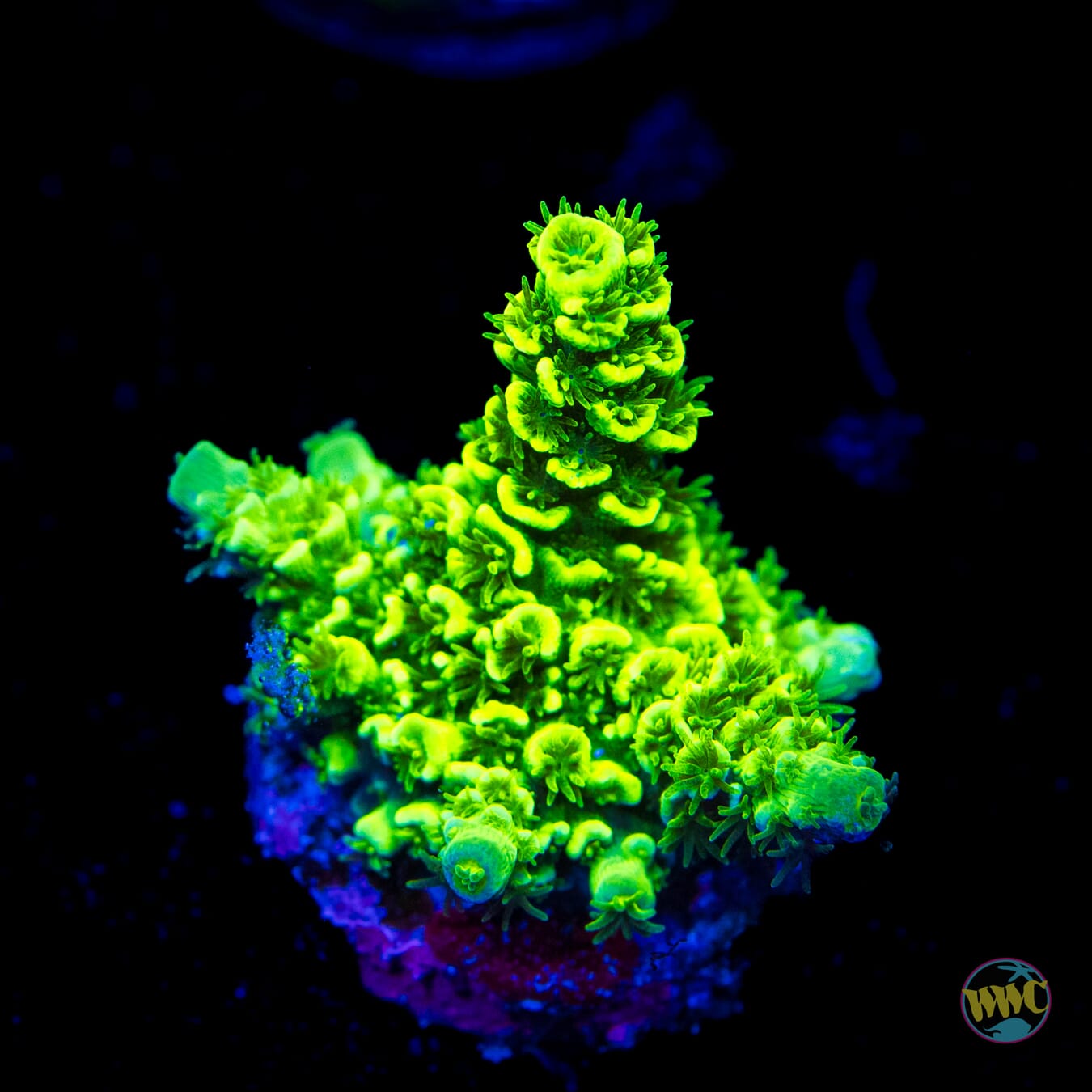 WWC Aussie Toxic Slimer Acropora