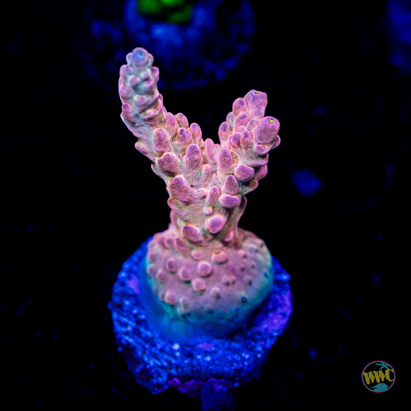 WWC Knee Jerk Acropora