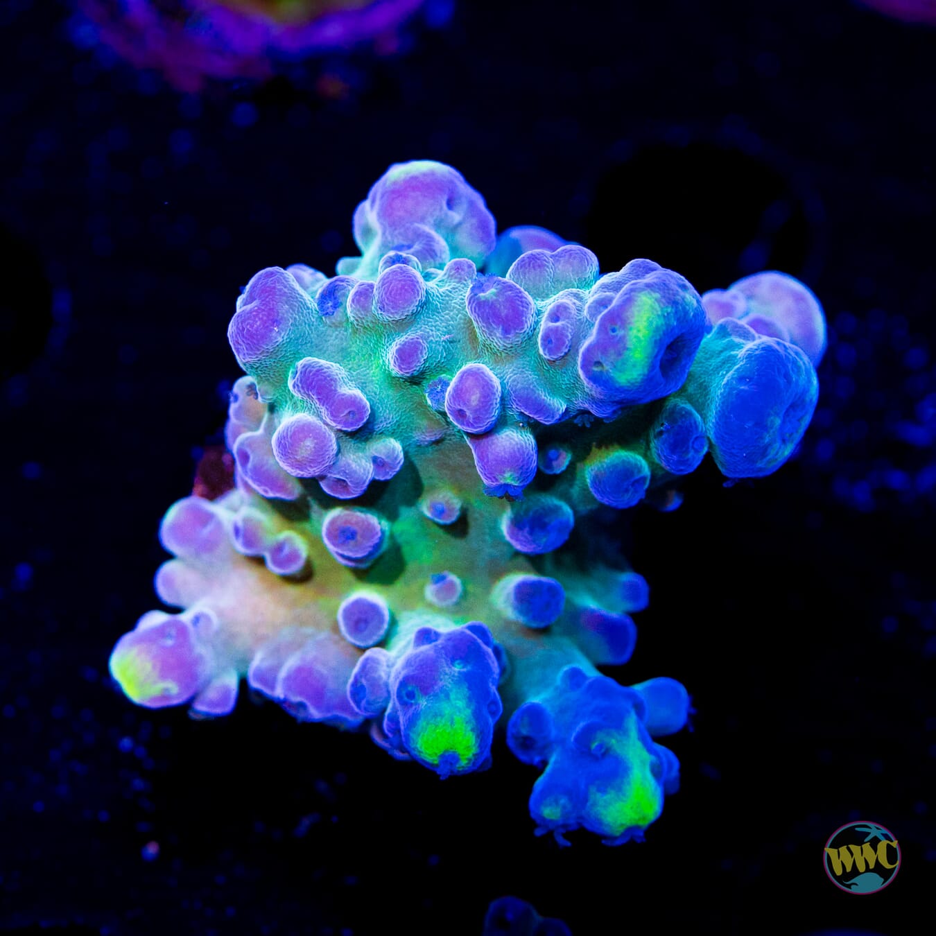 WWC Yellow Tips Austera Acropora