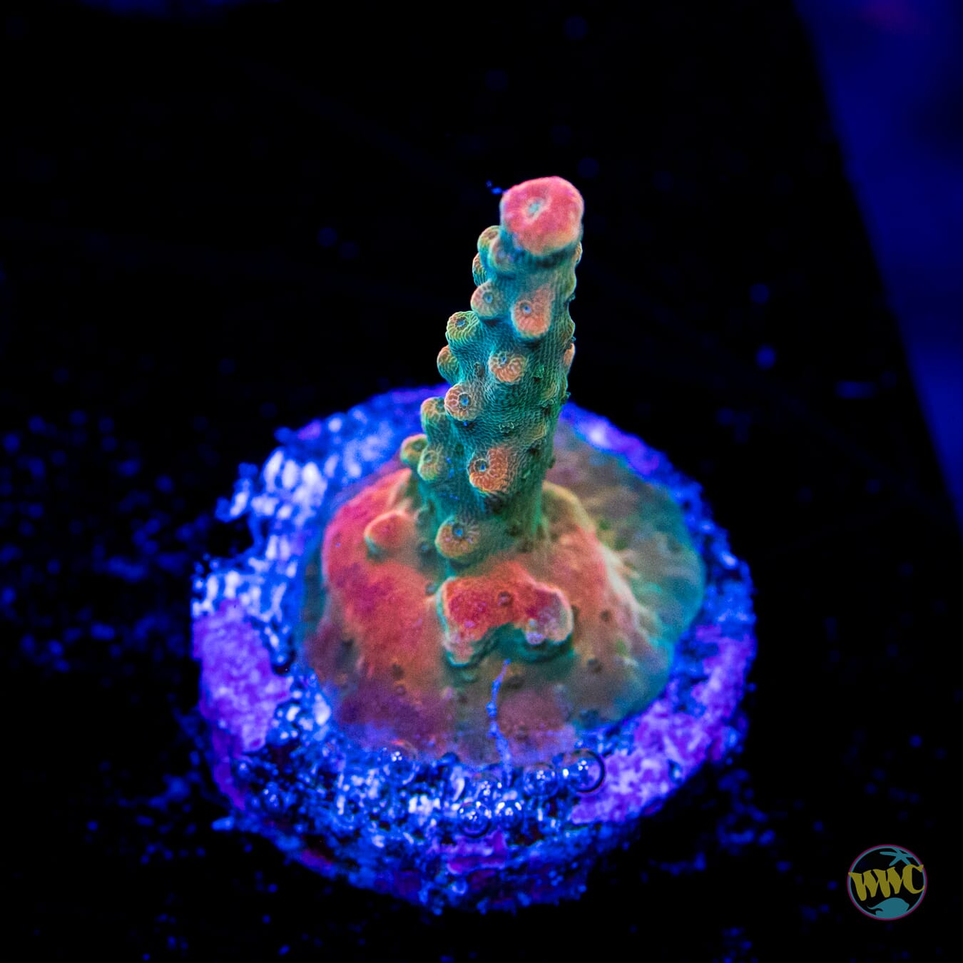 Jason Fox B33 Bomber Acropora