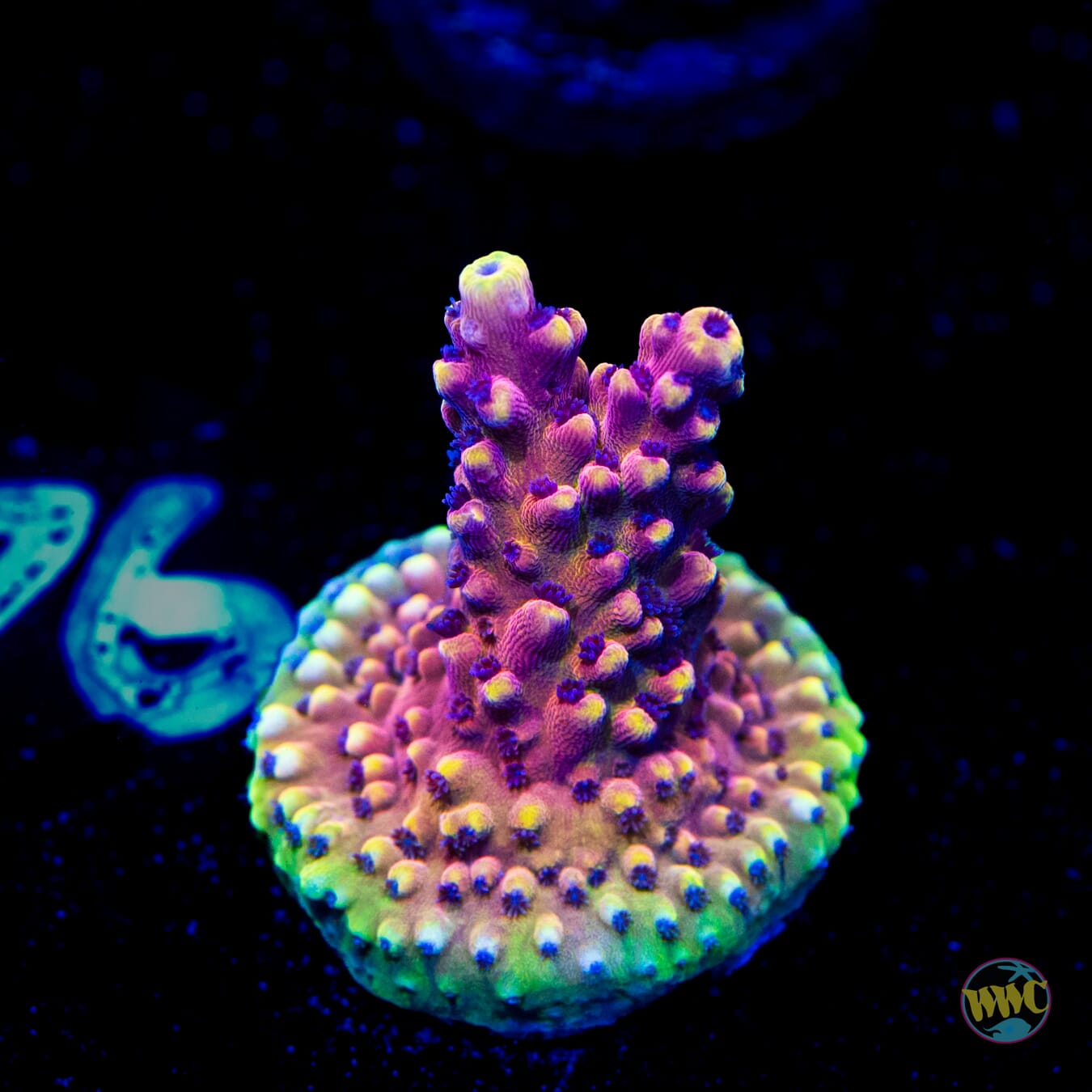 WWC Pink Cadillac Acropora