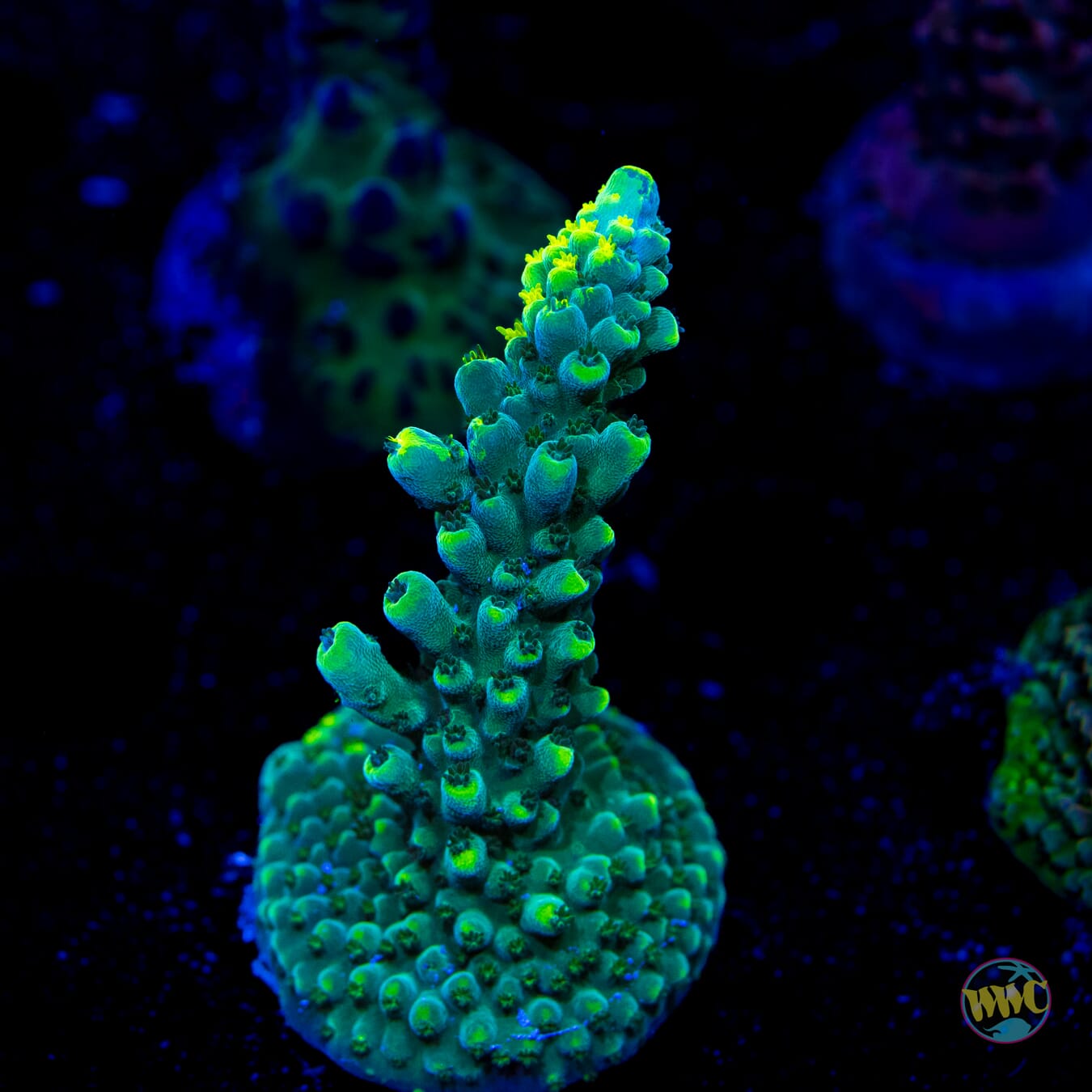 WWC Solomon Split Acropora