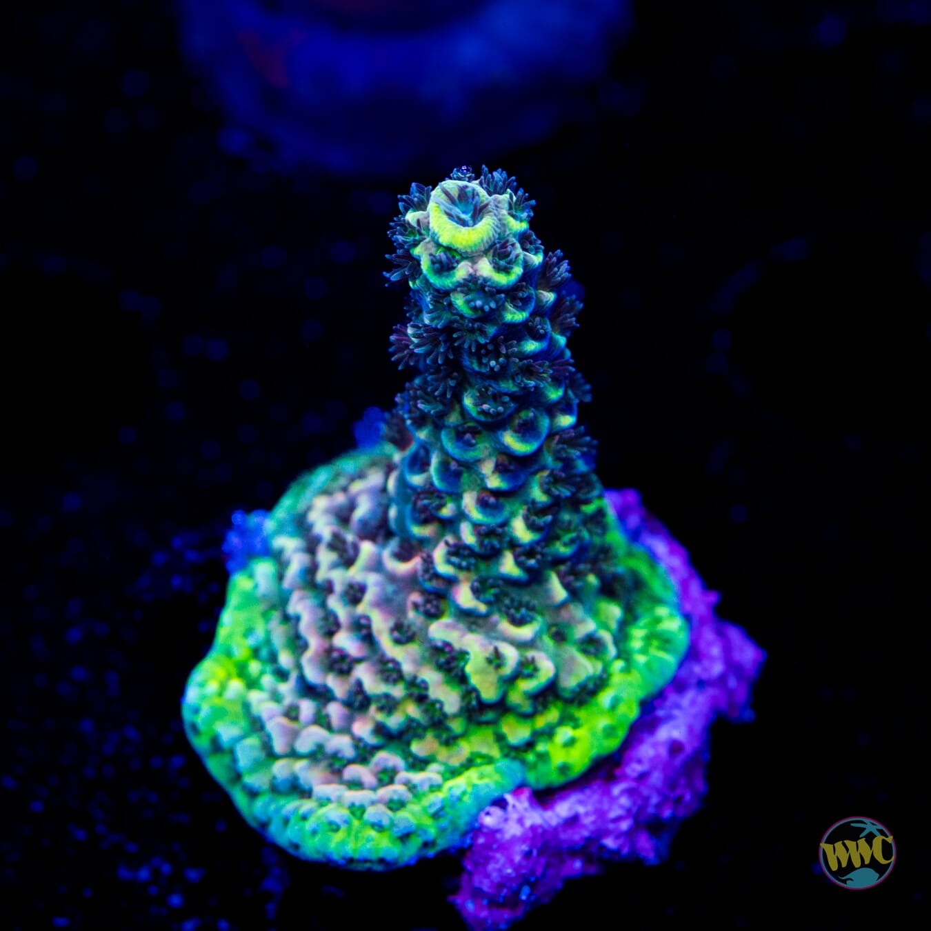 Mirage Mille Acropora