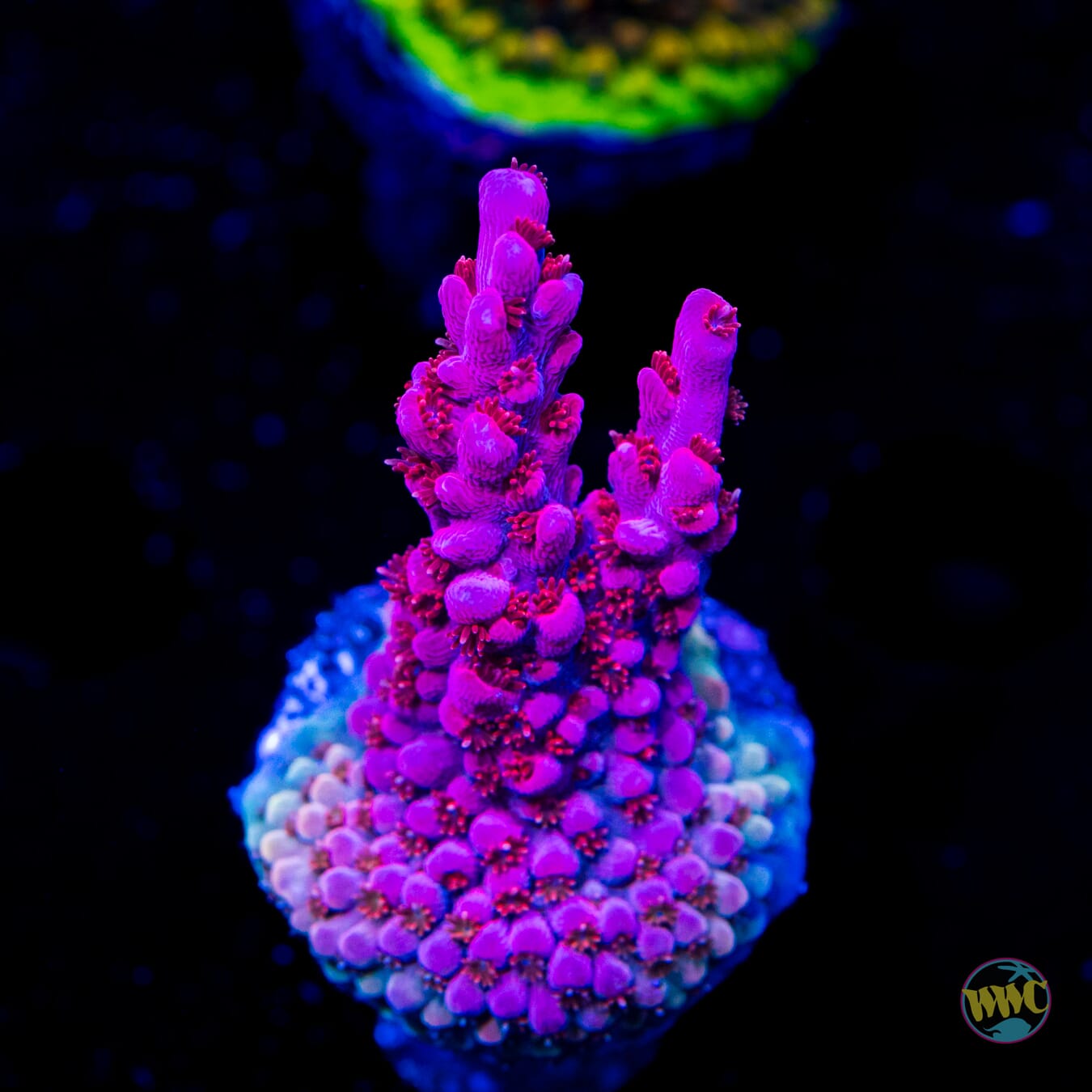 WWC Frozen Rose Acropora