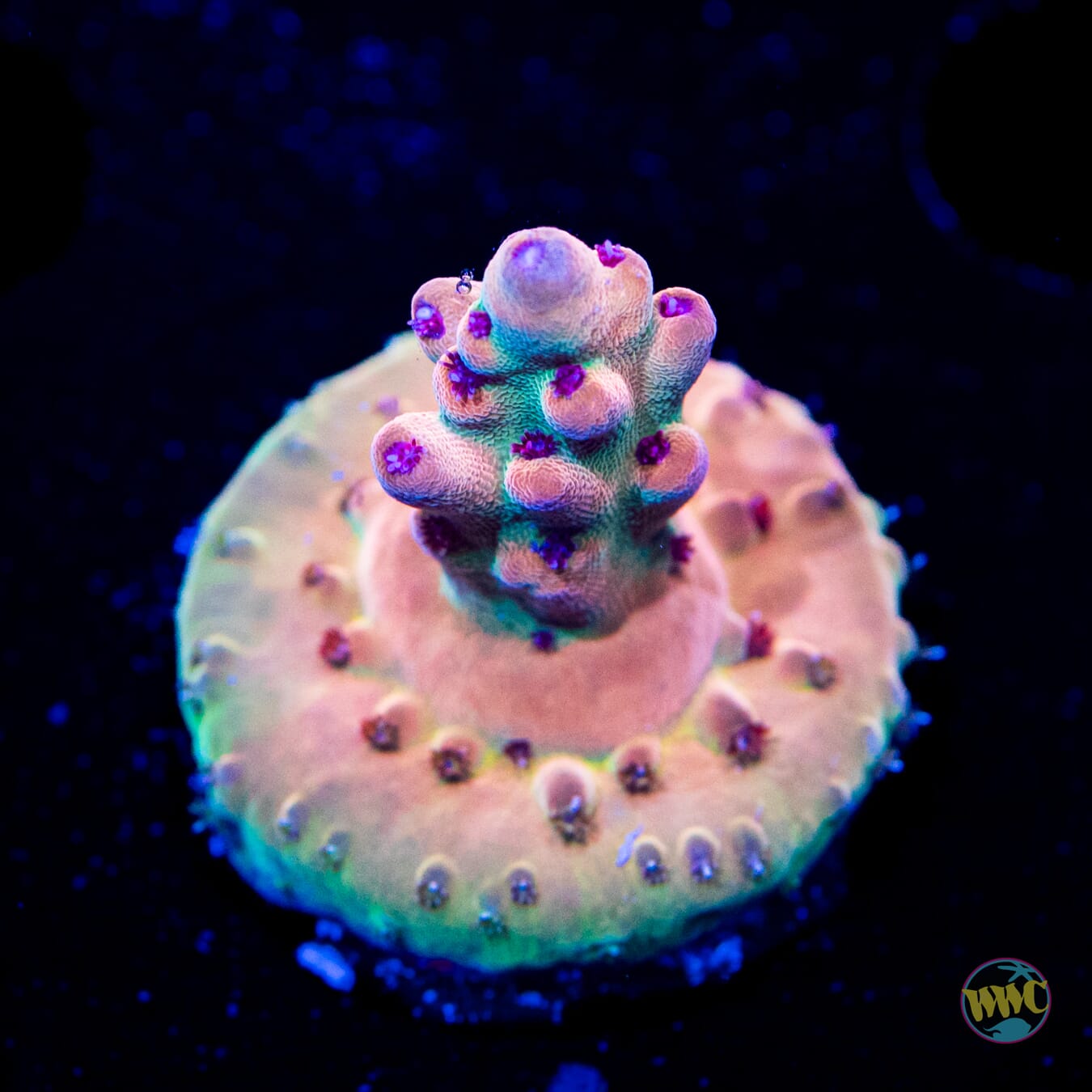 WWC Big Hoss Acropora