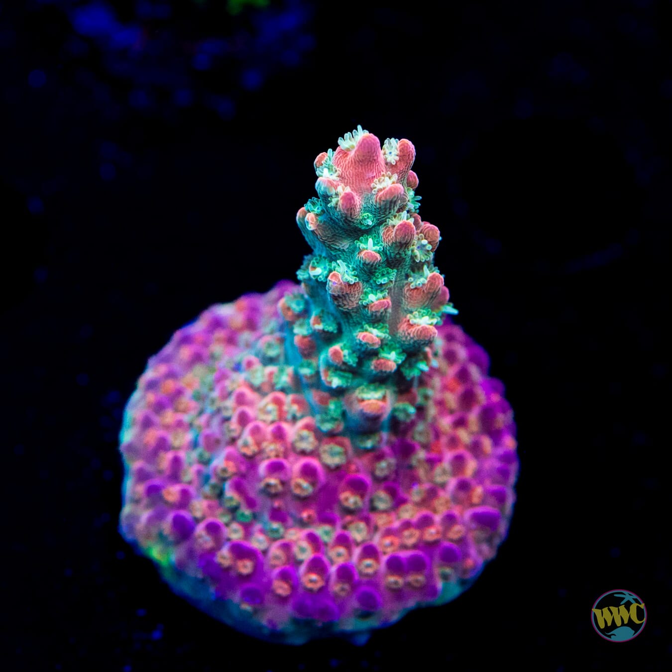 Jason Fox Shock Tart Acropora