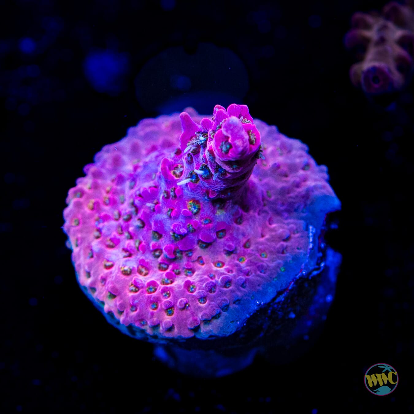 Pinked Out Acropora