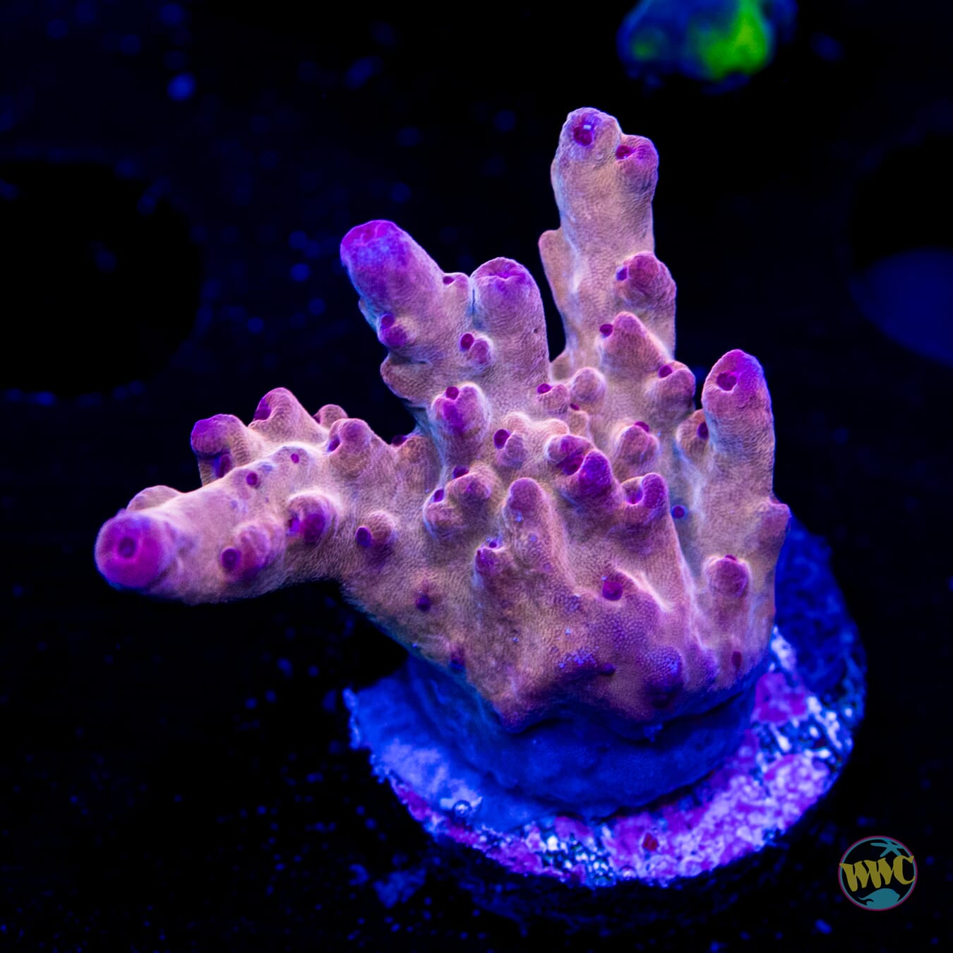 WWC Good Ol Grimmus Acropora