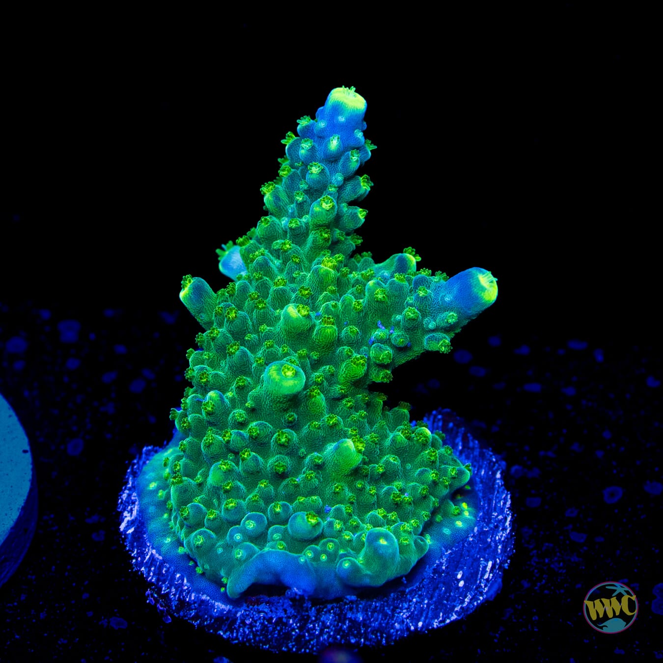 Paletta Tricolor Acropora