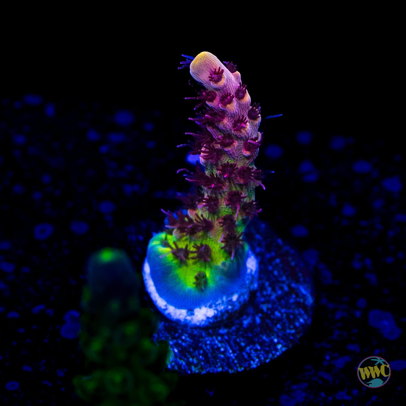 WWC Dragon Slayer Acropora