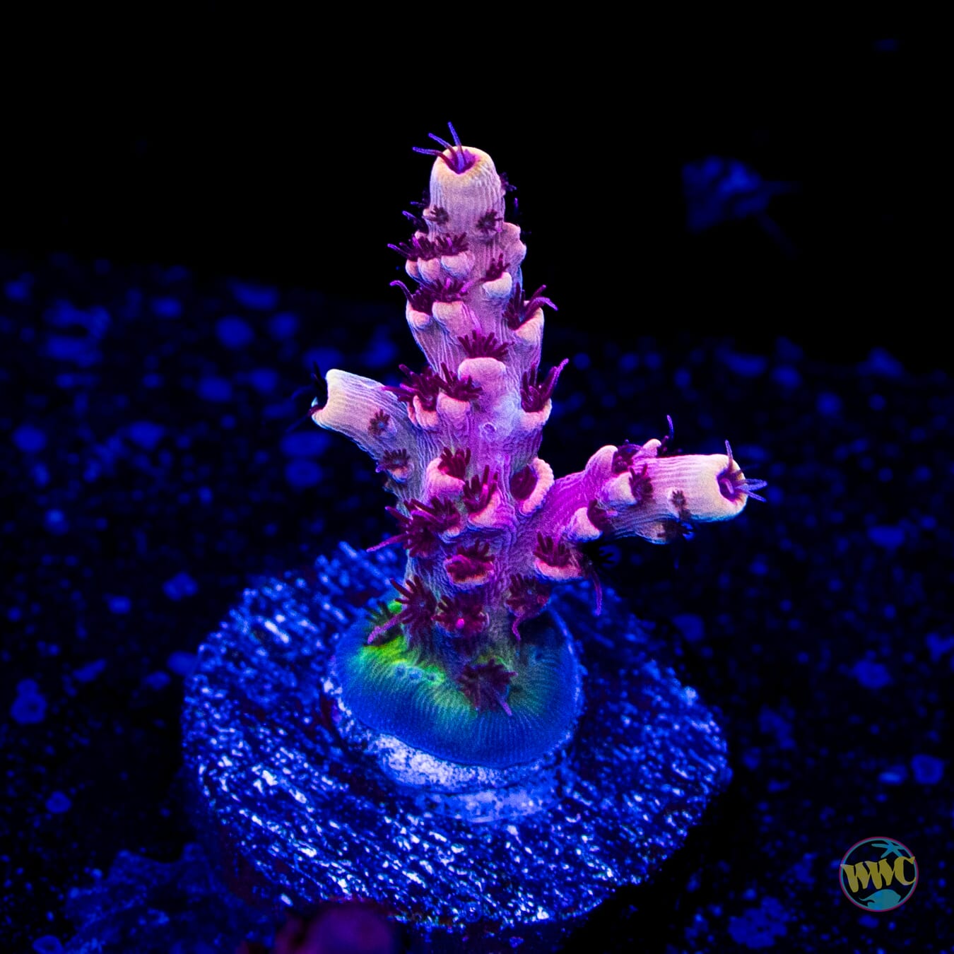 WWC Dragon Slayer Acropora