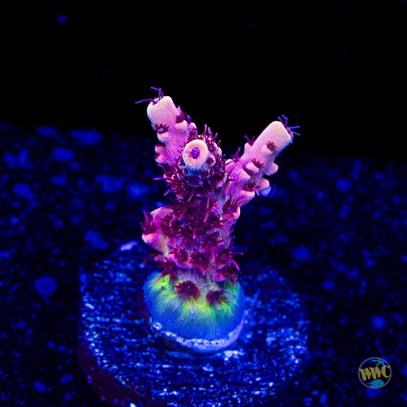 WWC Dragon Slayer Acropora