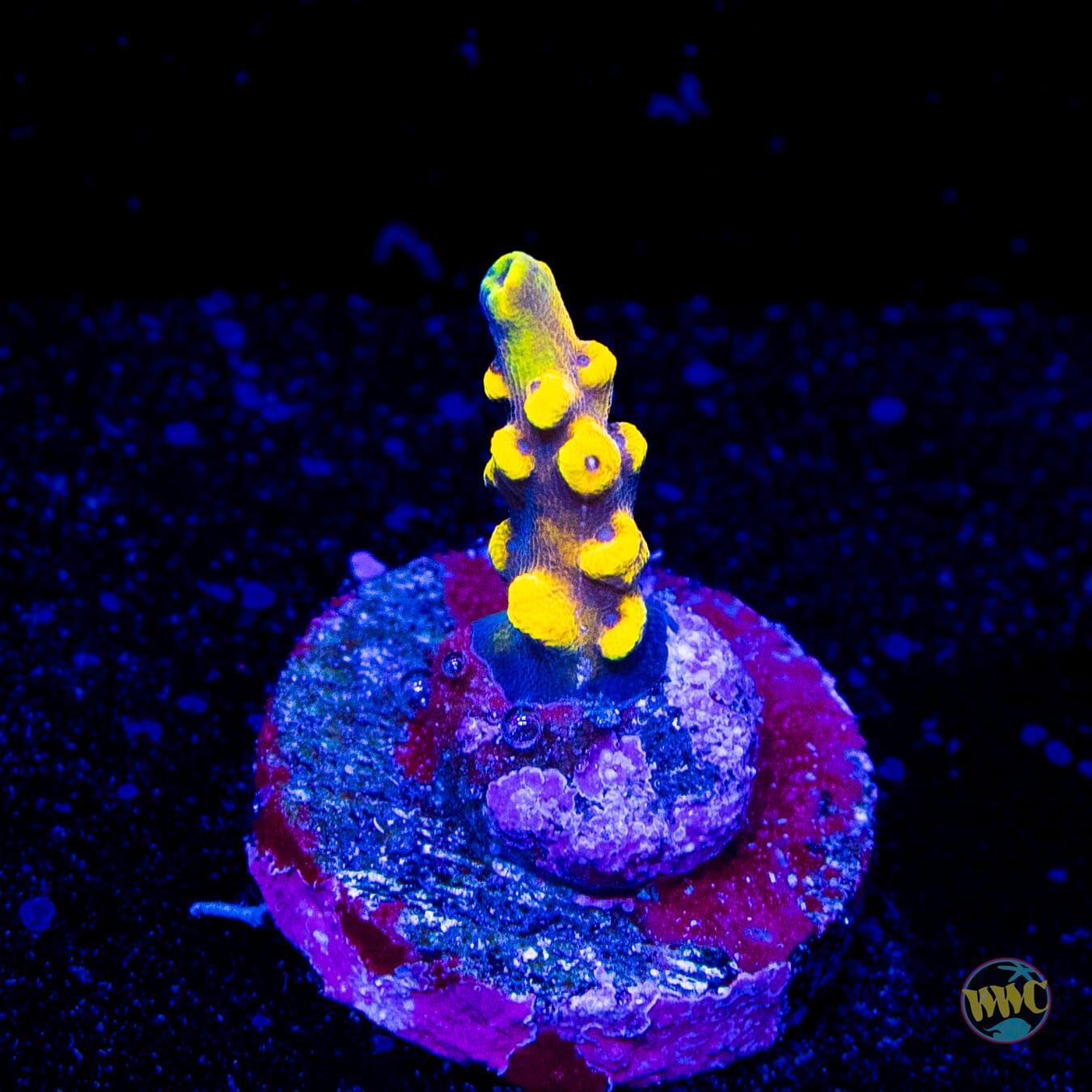 WWC Helios Acropora