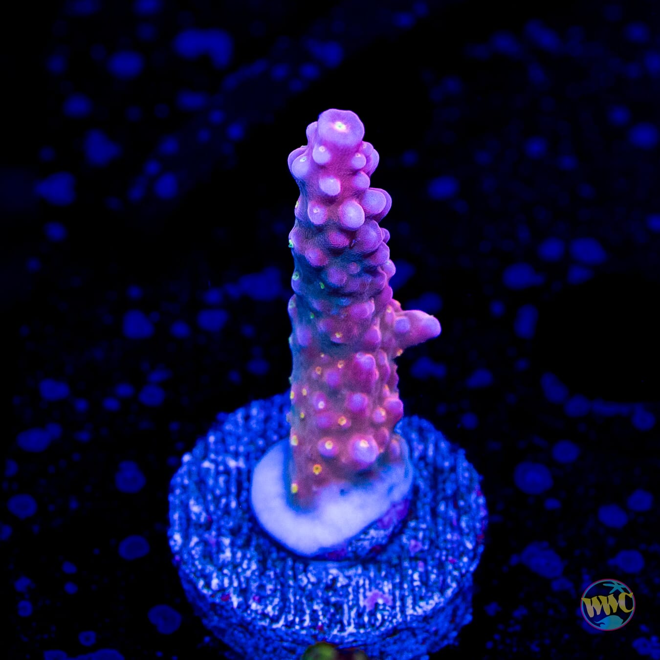 WWC Mojo Man Acropora