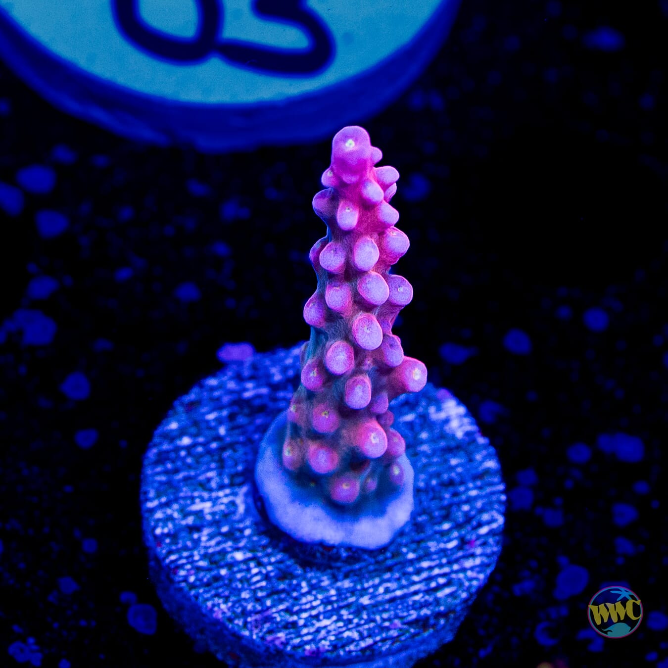 WWC Mojo Man Acropora