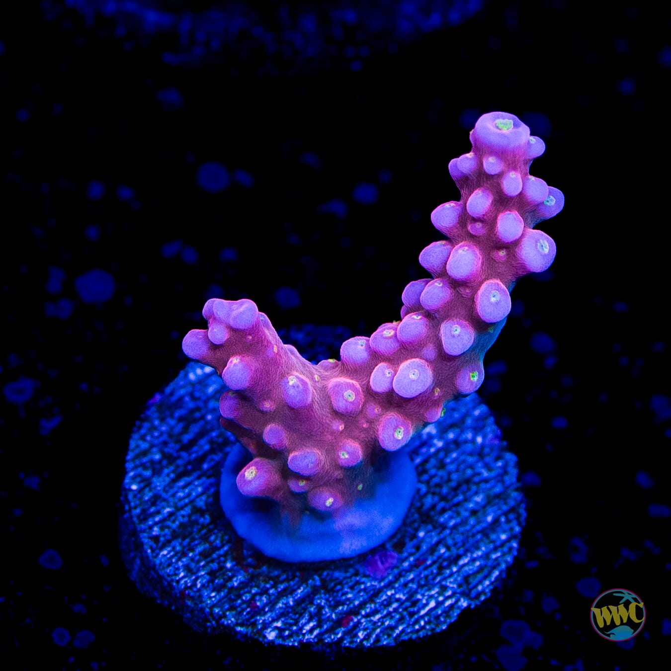 WWC Mojo Man Acropora