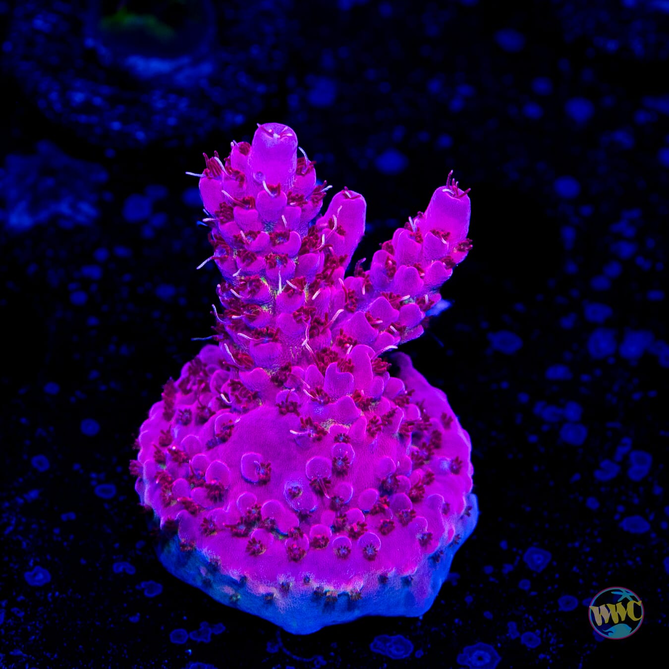 WWC Pink Passion Acropora