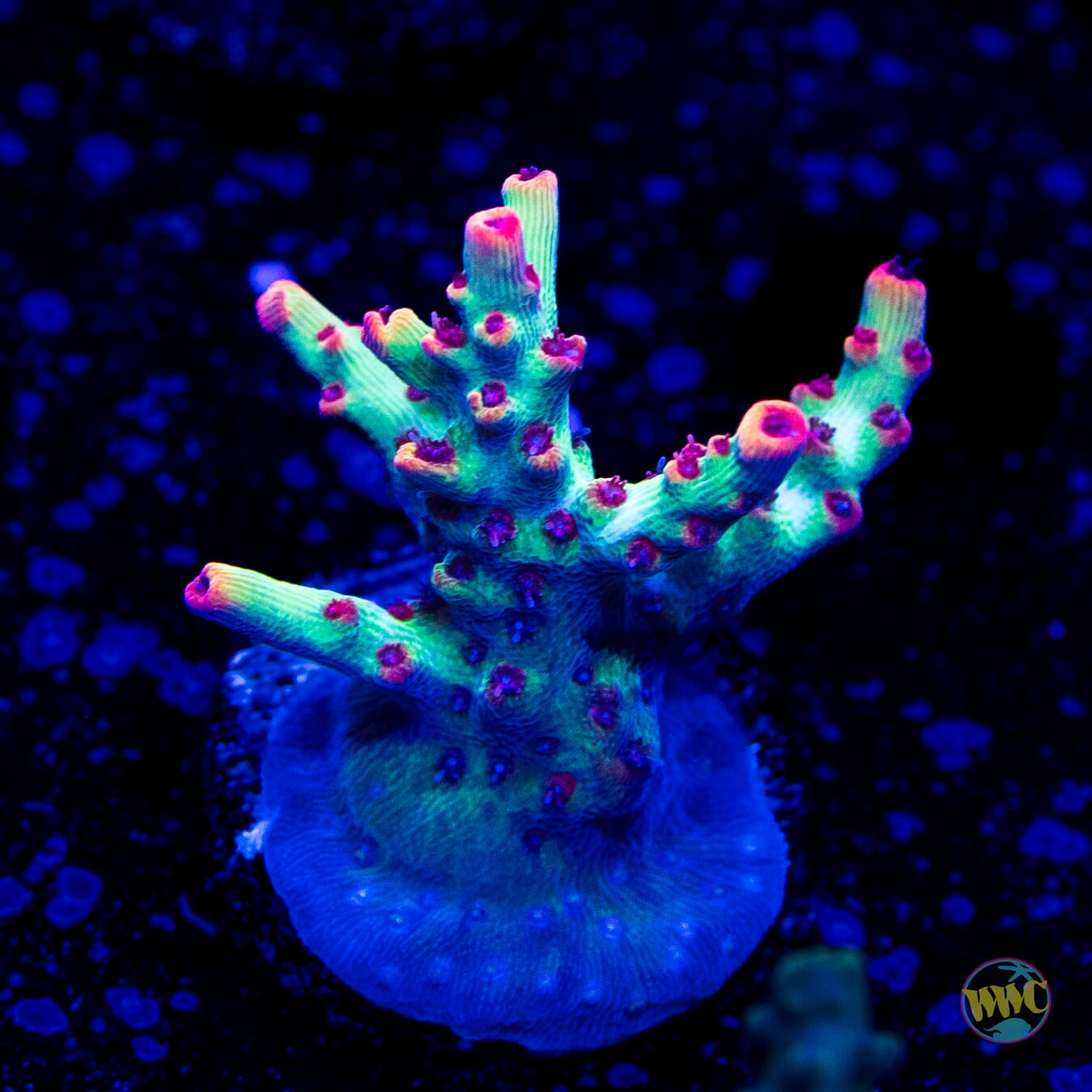 WWC Striptease Acropora