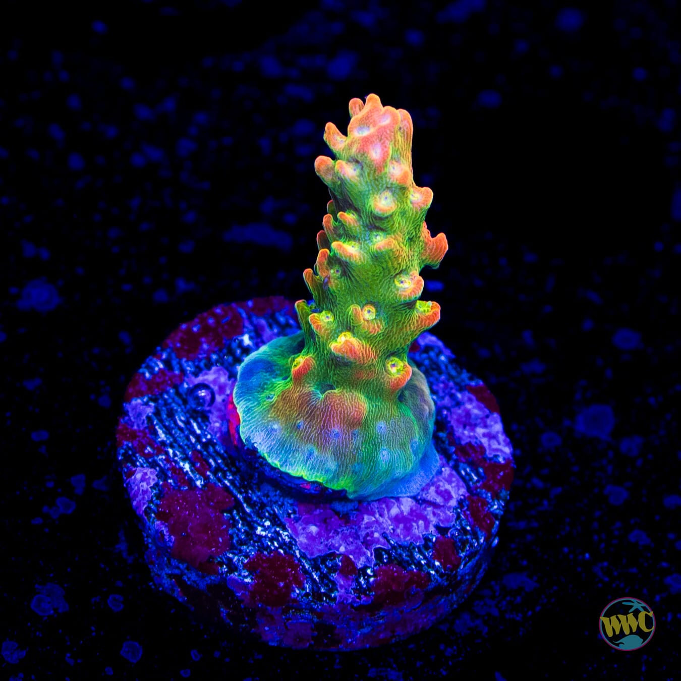 WWC Golden Dragon Acropora