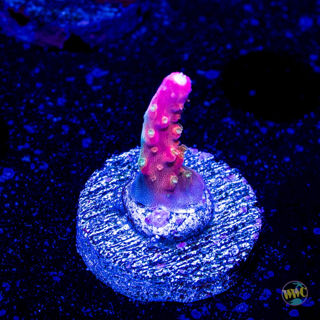 Jason Fox B33 Bomber Acropora