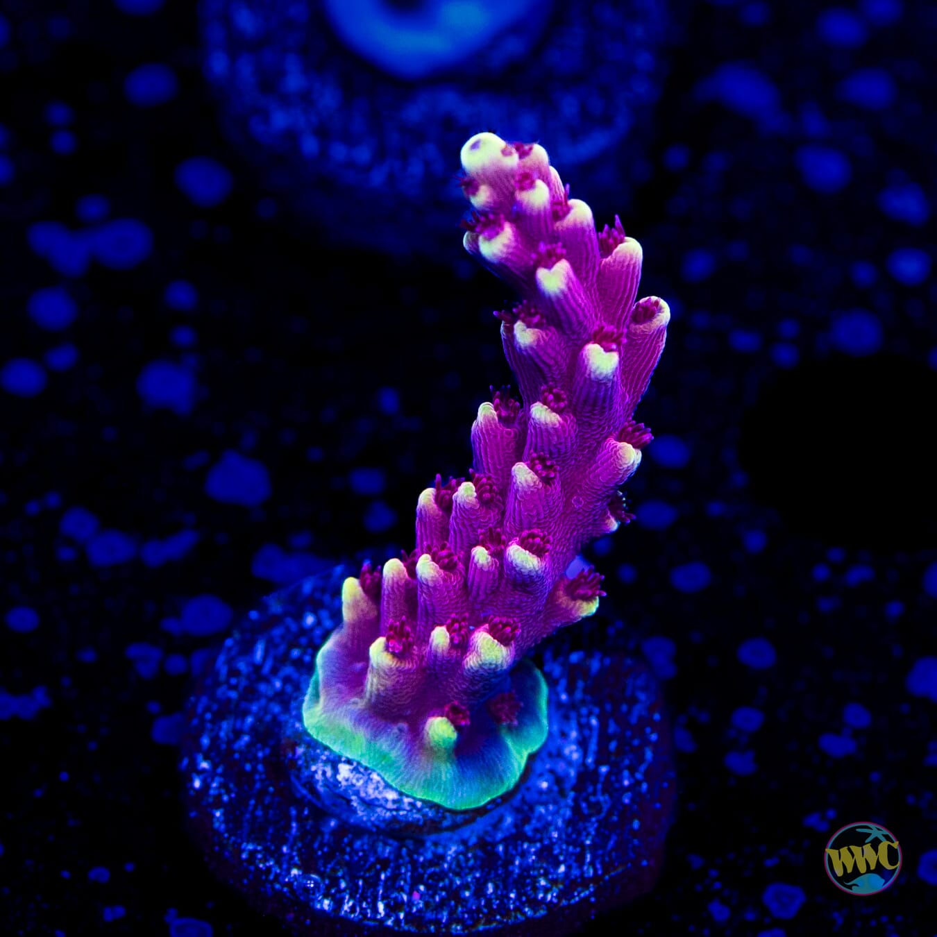 WWC Terra Red Acropora