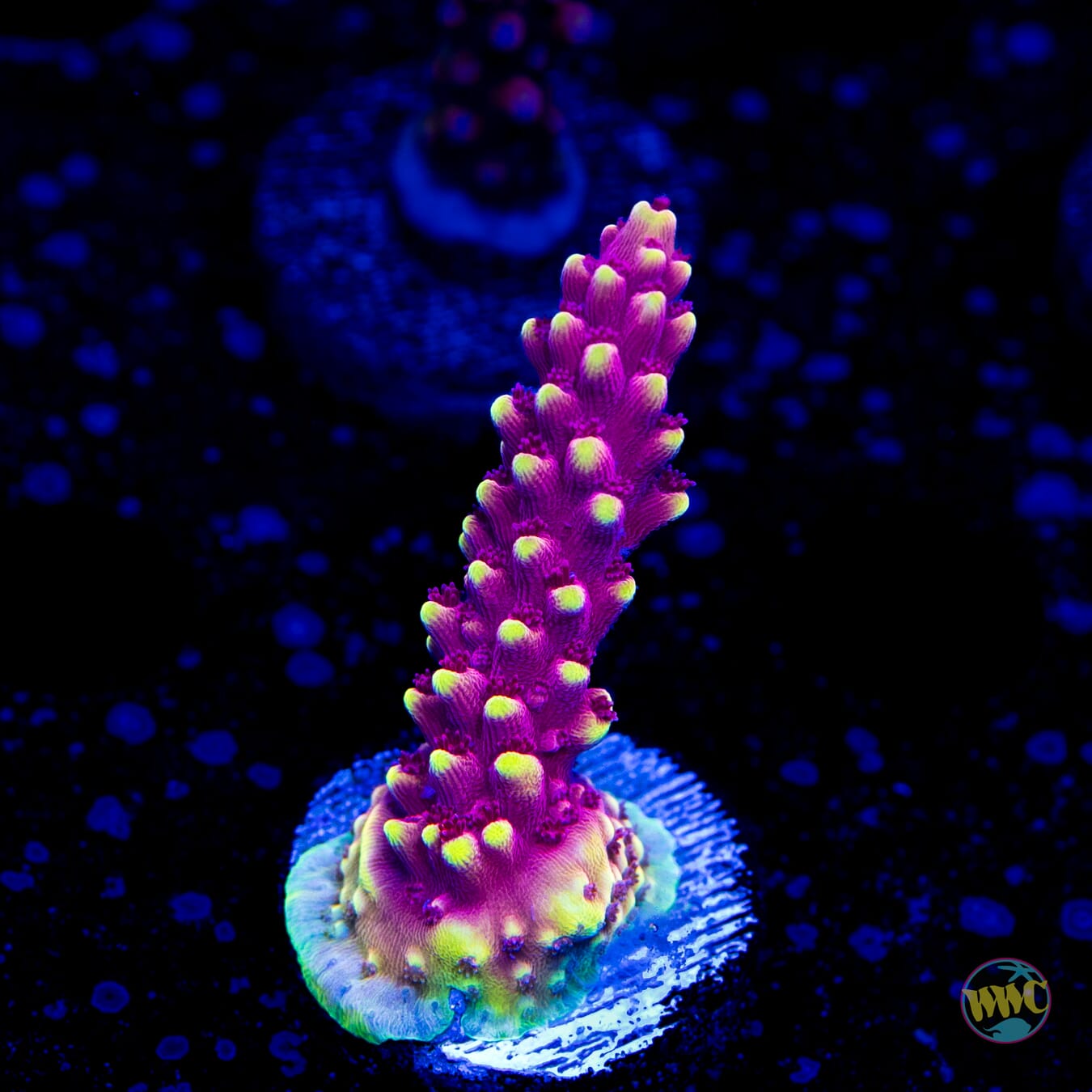 WWC Terra Red Acropora