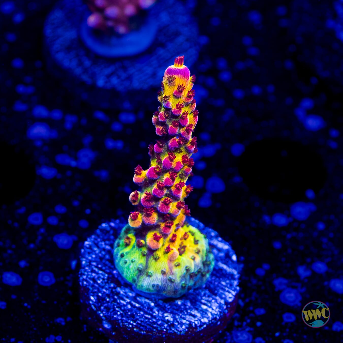 PC Rainbow Acropora