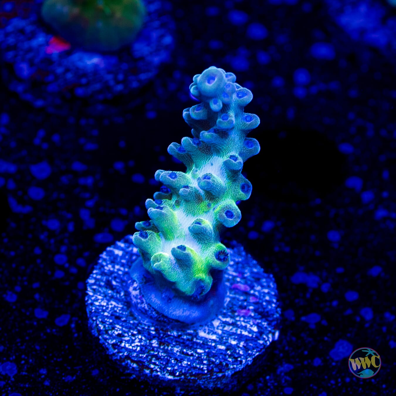 WWC Aussie Weeds Acropora